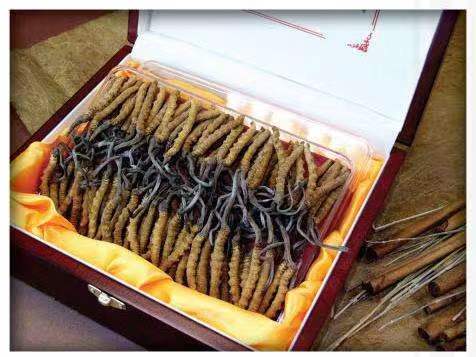 玉溪冬虫夏草回收